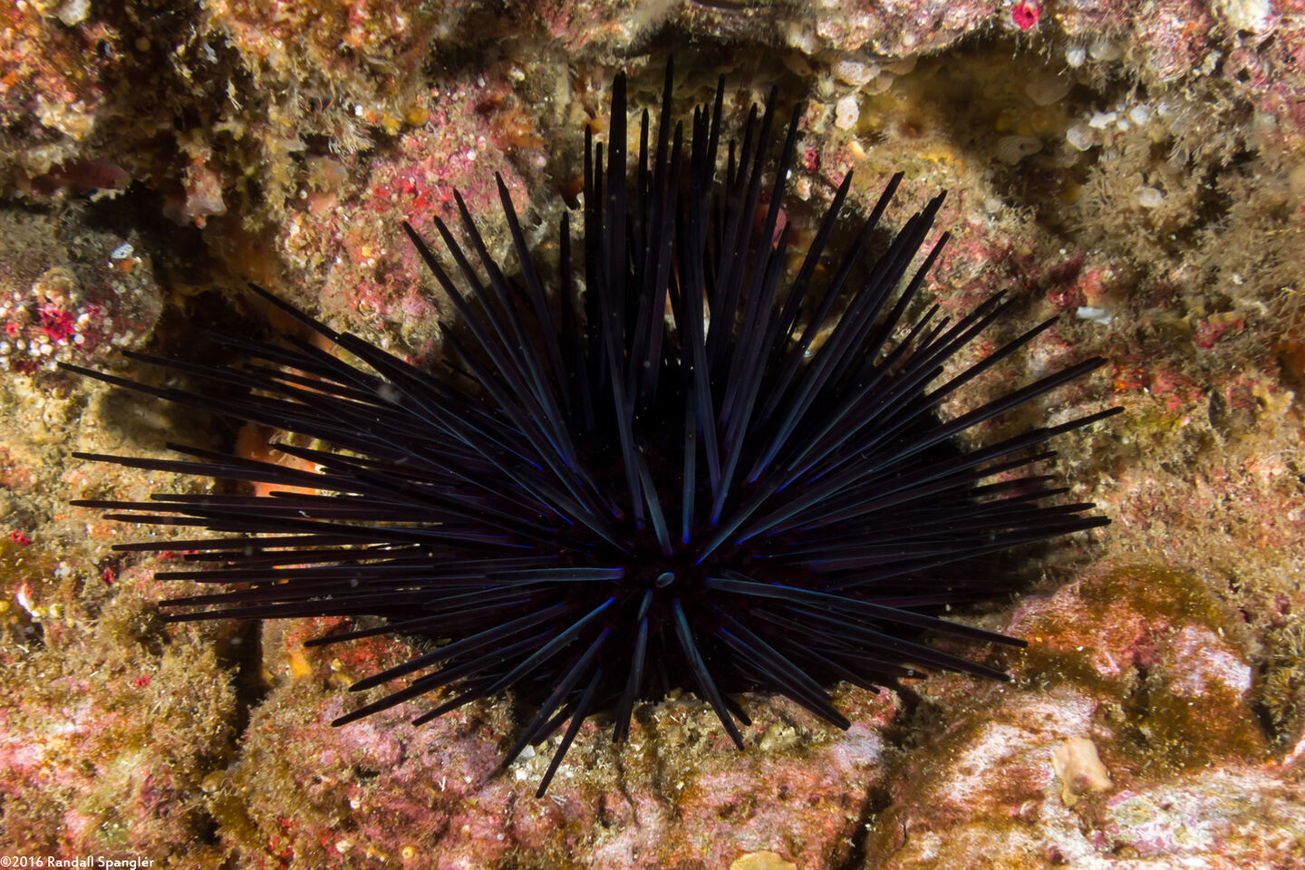 Centrostephanus coronatus (Crowned Urchin)