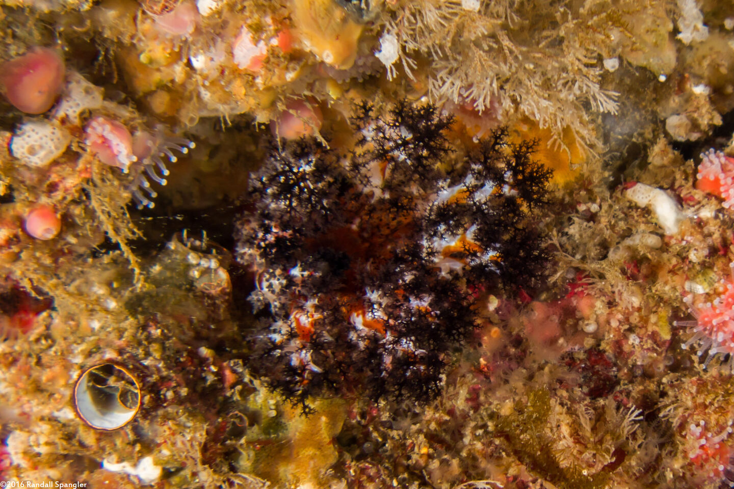 Cucumaria salma (Black and Orange Sea Cucumber)