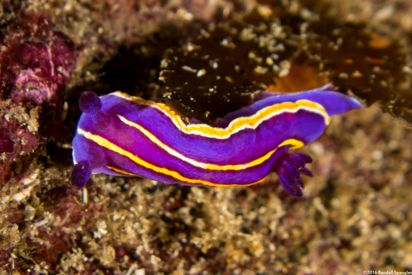 Felimida macfarlandi (MacFarland's Chromodorid)