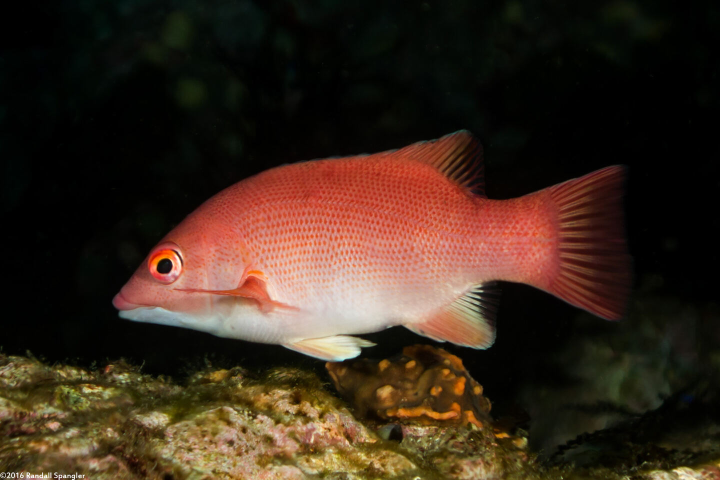 Semicossyphus pulcher (California Sheephead)