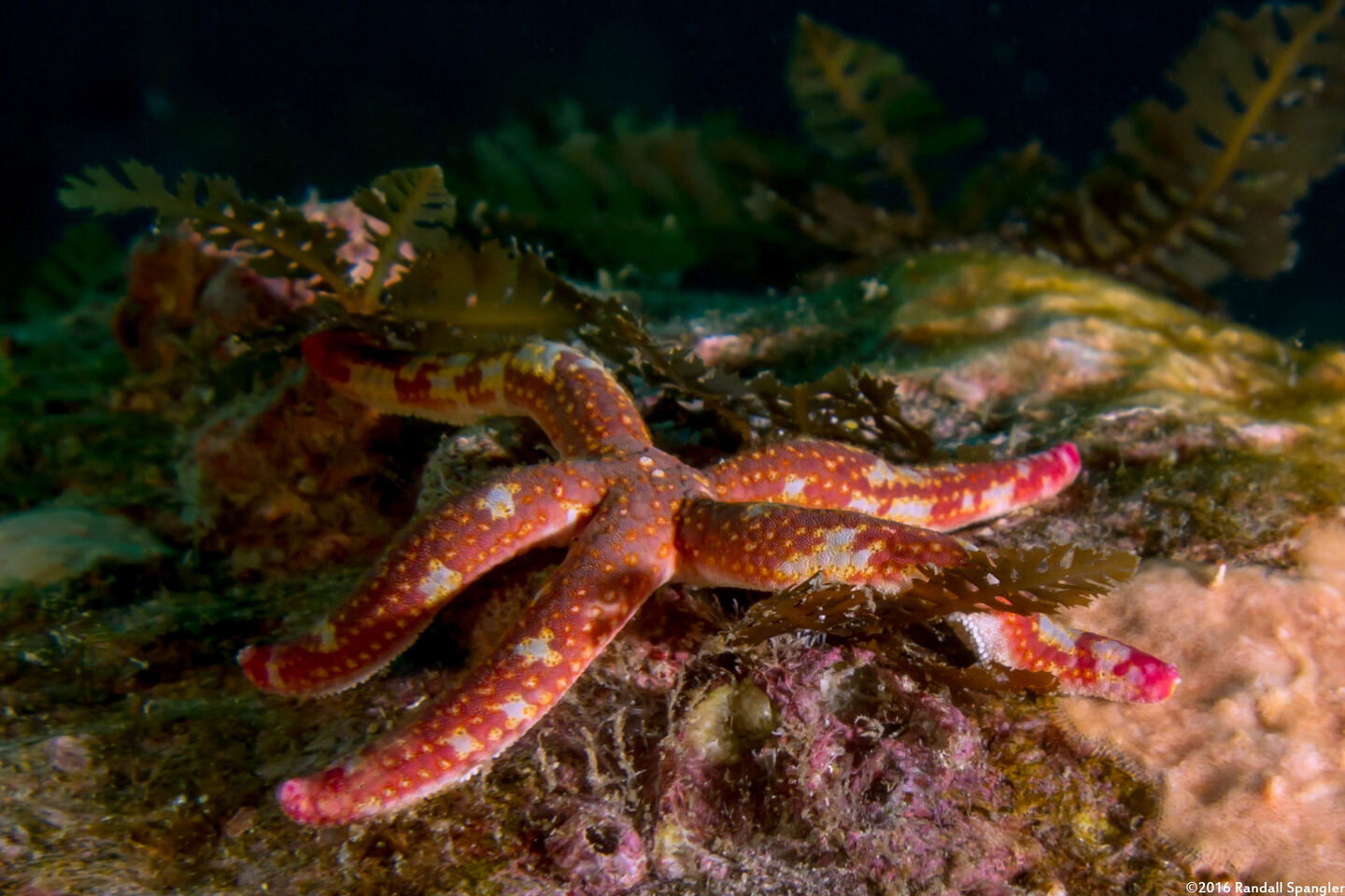 Linckia columbiae (Fragile Star)