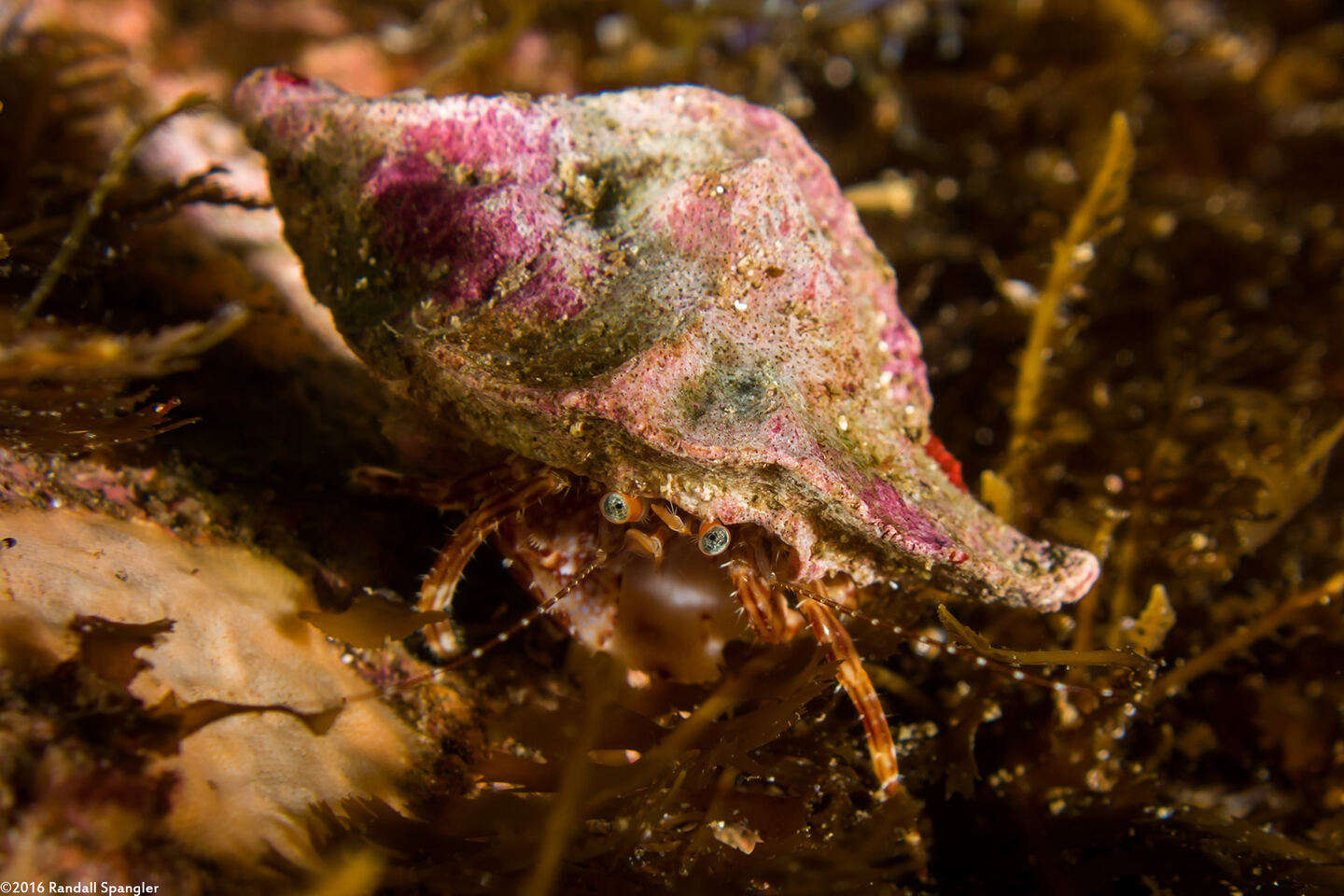 Phimochirus californiensis (Phimochirus Californiensis)