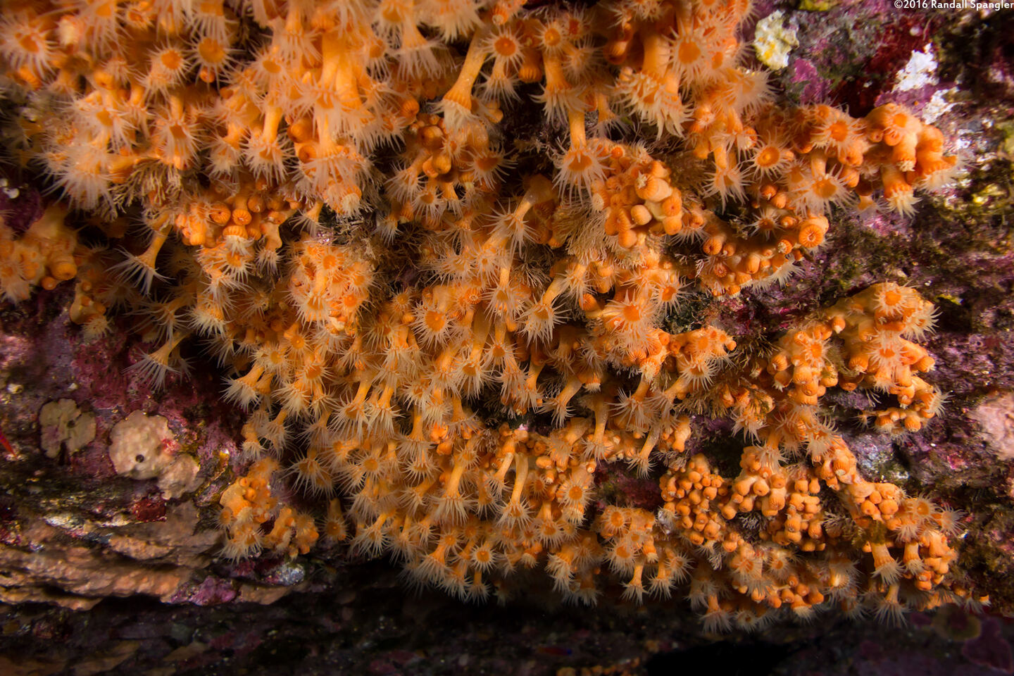 Epizoanthus scotinus (Yellow Zoanthid)