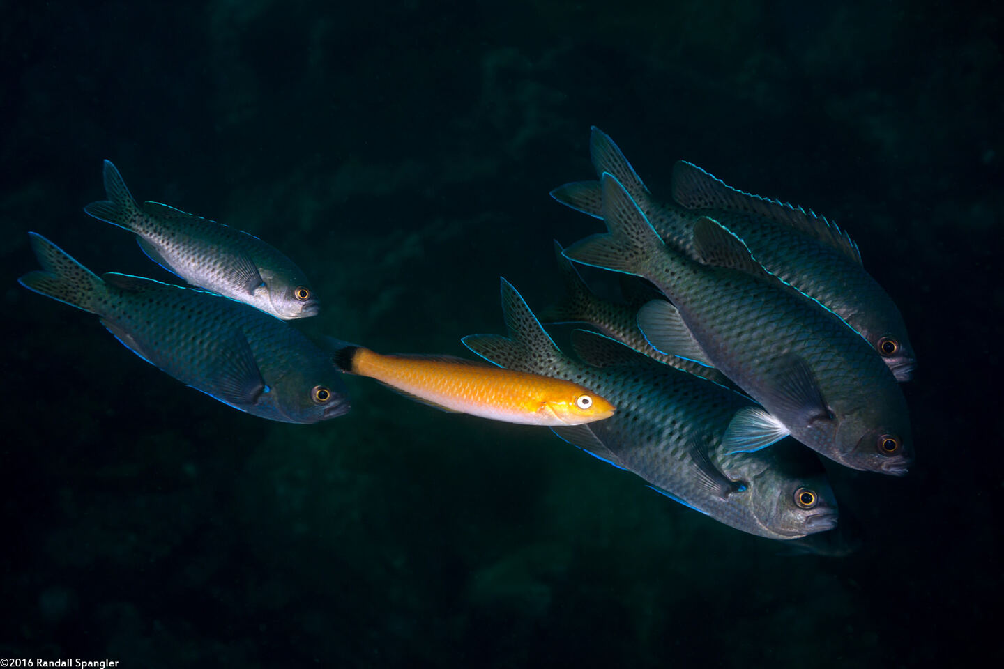 Oxyjulis californica (Señorita); Cleaning blacksmiths