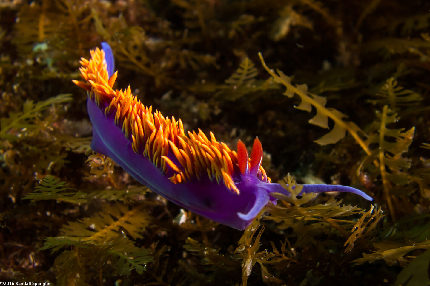 Flabellinopsis iodinea (Spanish Shawl)