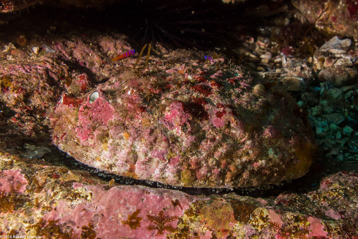Haliotis corrugata (Pink Abalone)