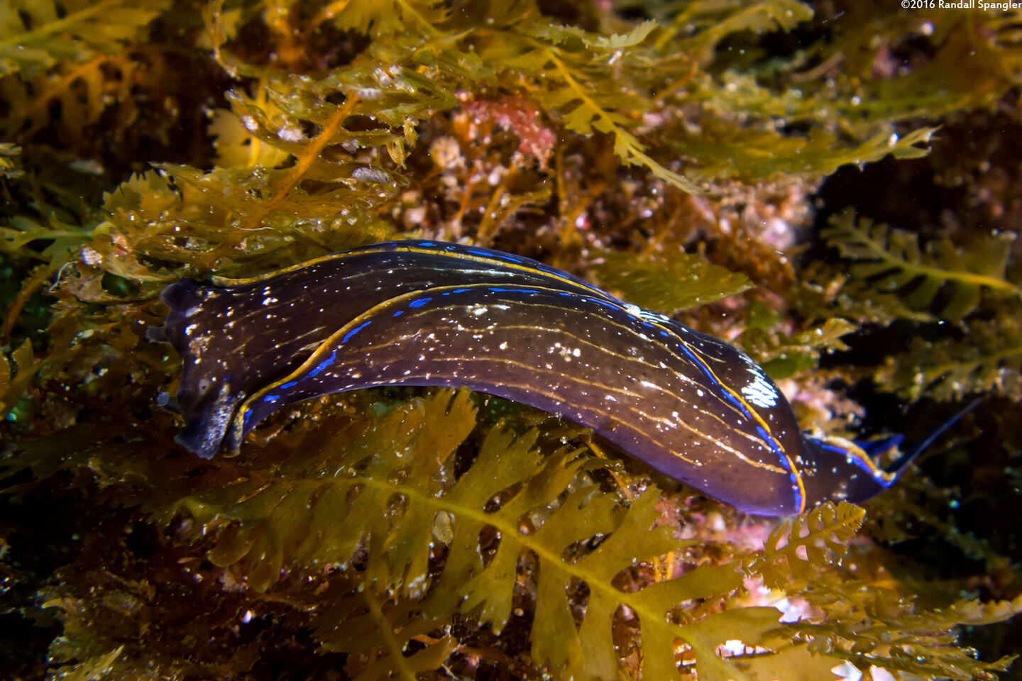 Navanax inermis (Navanax)