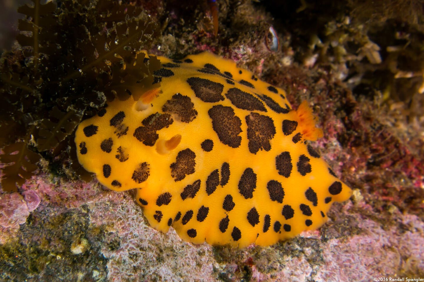 Peltodoris mullineri (Mulliner's Dorid)