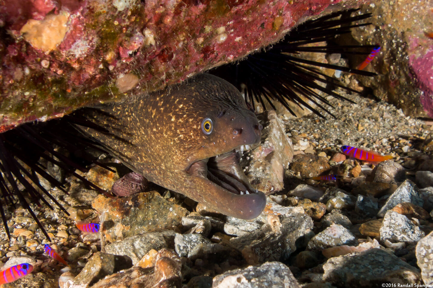 Gymnothorax mordax (California Moray)