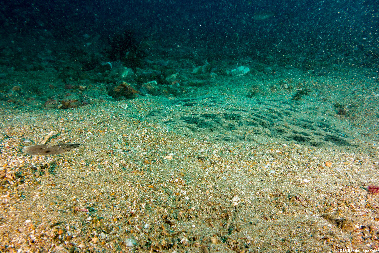 Squatina californica (Angel Shark)