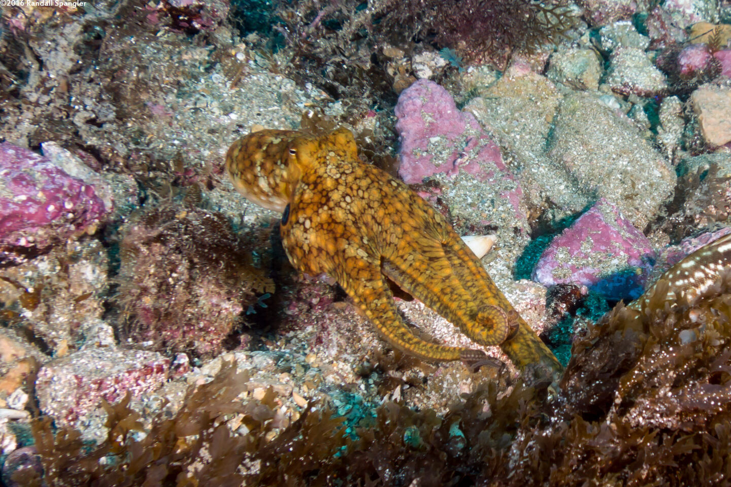 Octopus bimaculatus (Two-Spot Octopus)