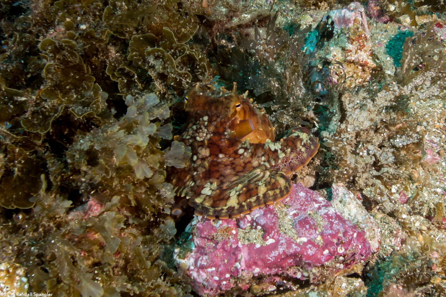 Octopus bimaculatus (Two-Spot Octopus)