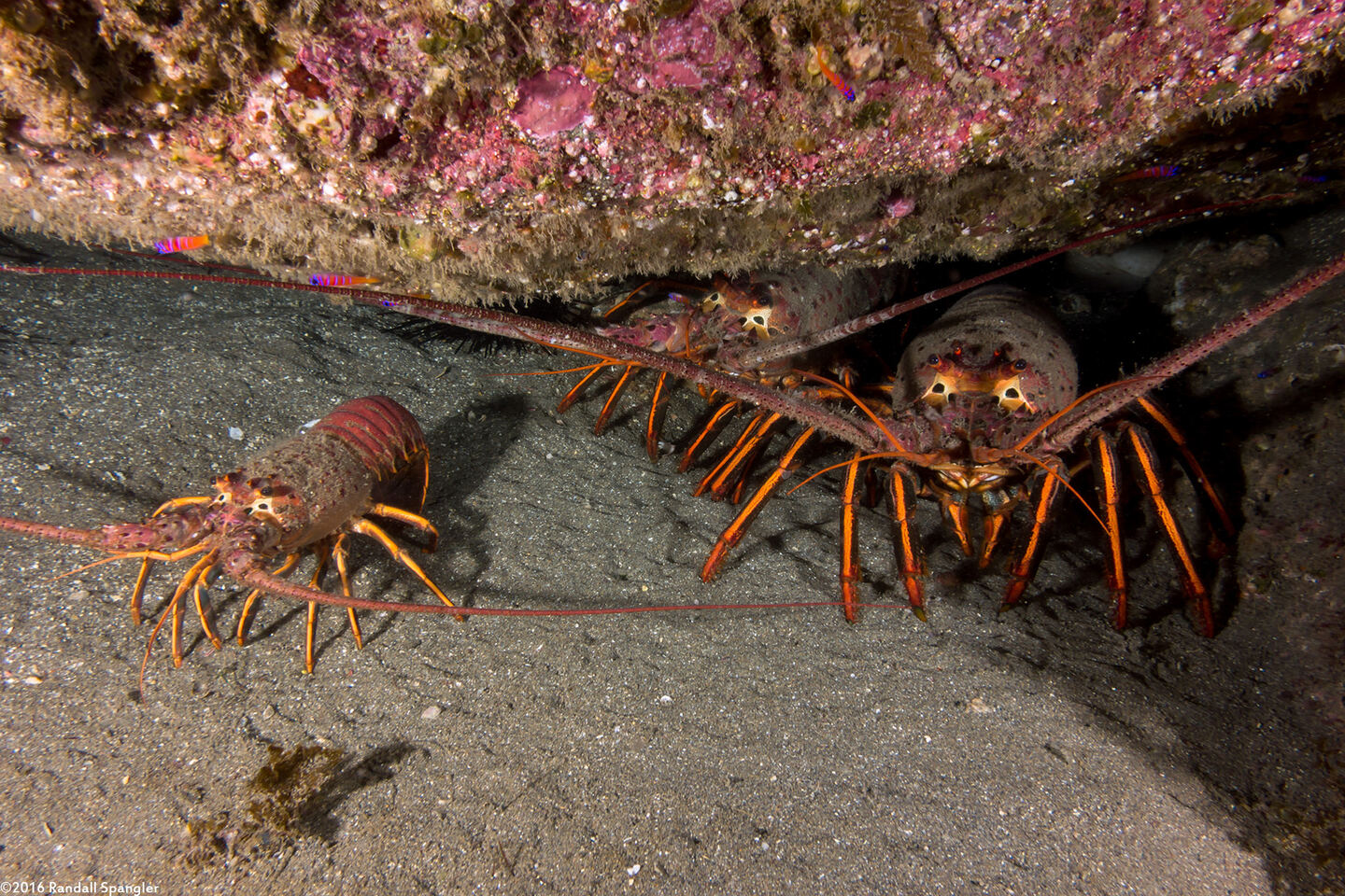 Panulirus interruptus (California Spiny Lobster)