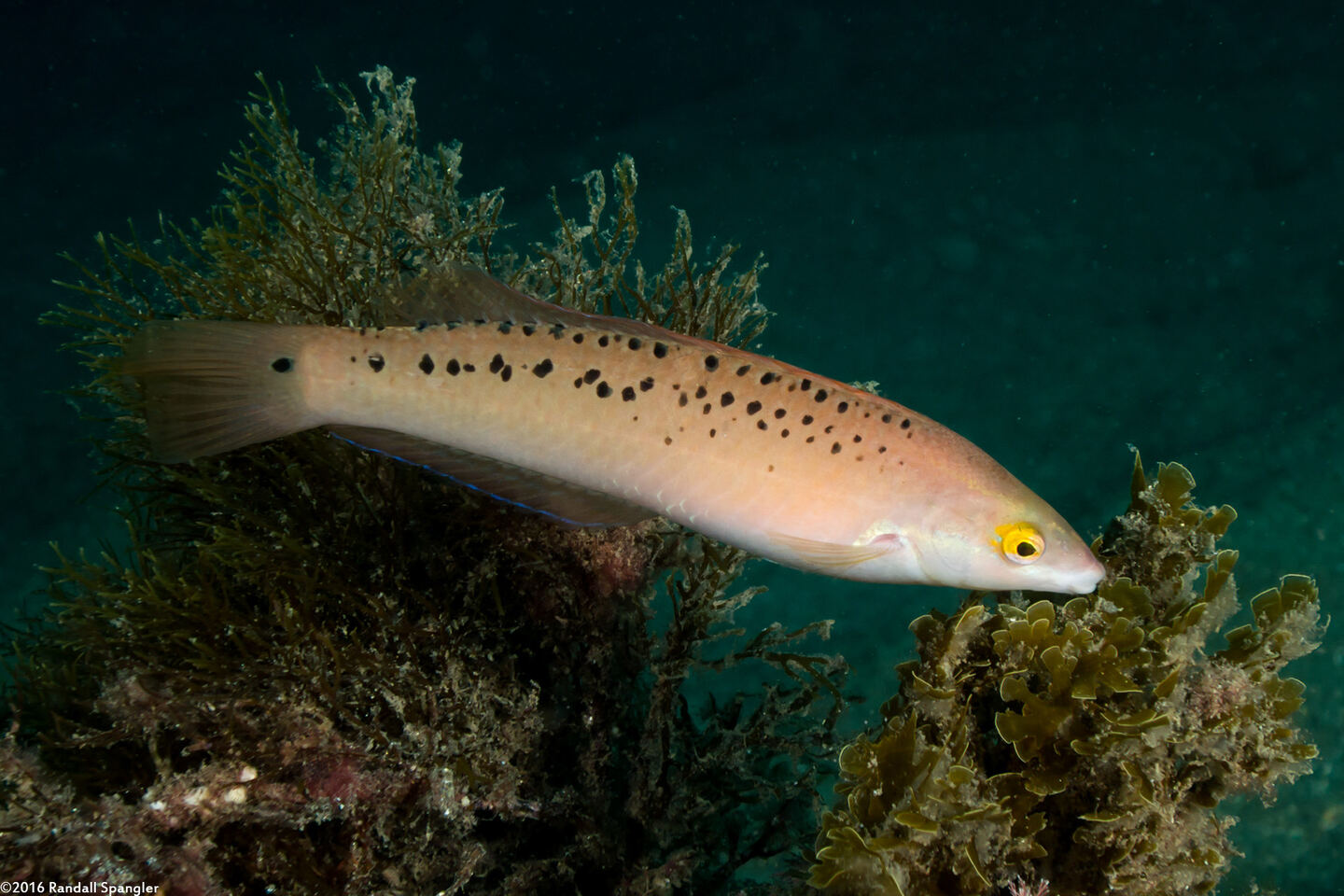 Halichoeres semicinctus (Rock Wrasse)