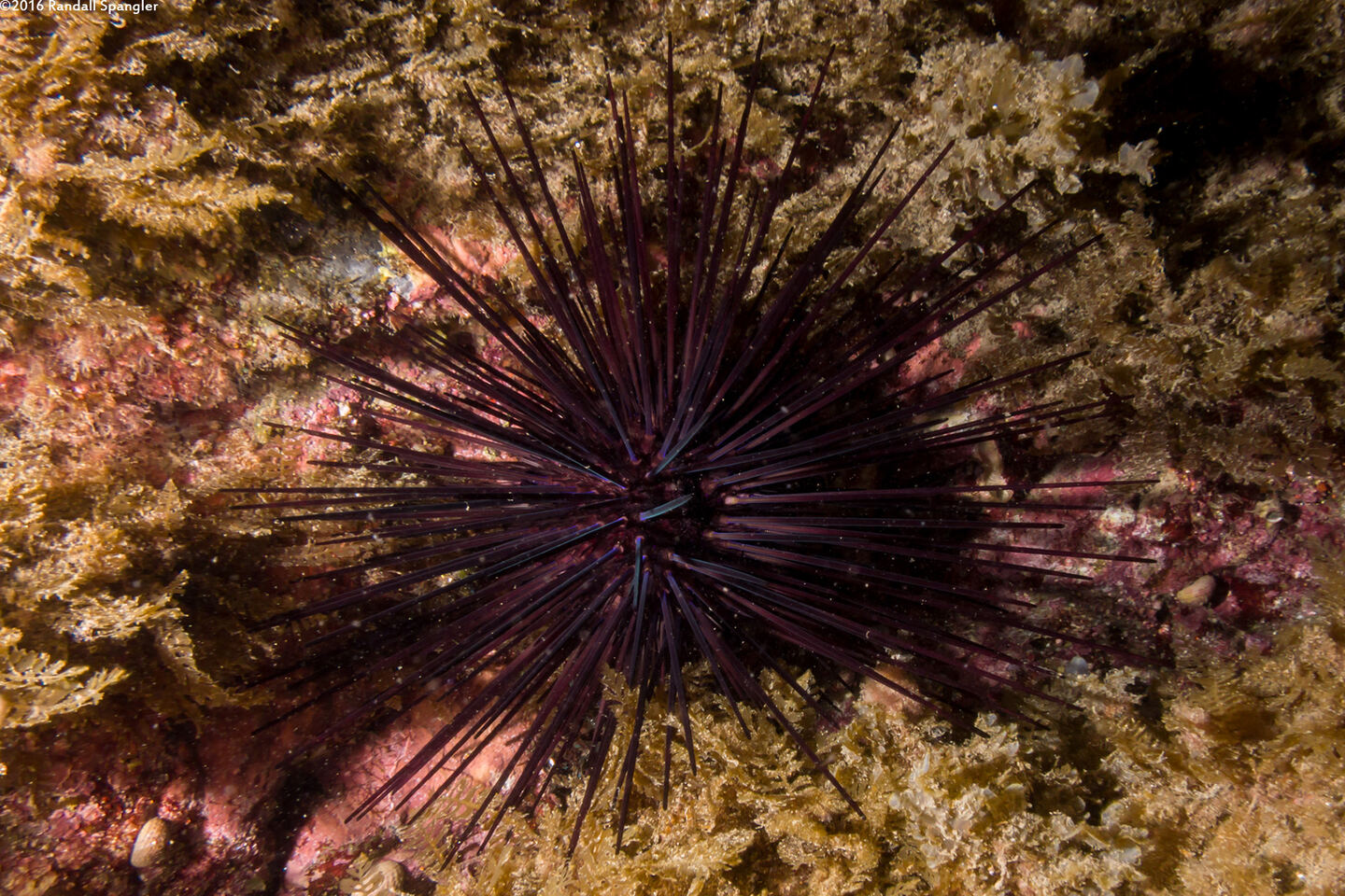 Centrostephanus coronatus (Crowned Urchin)