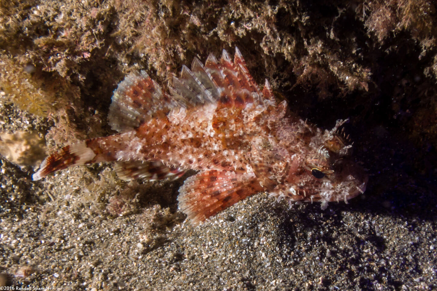 Scorpaena guttata (California Scorpionfish)