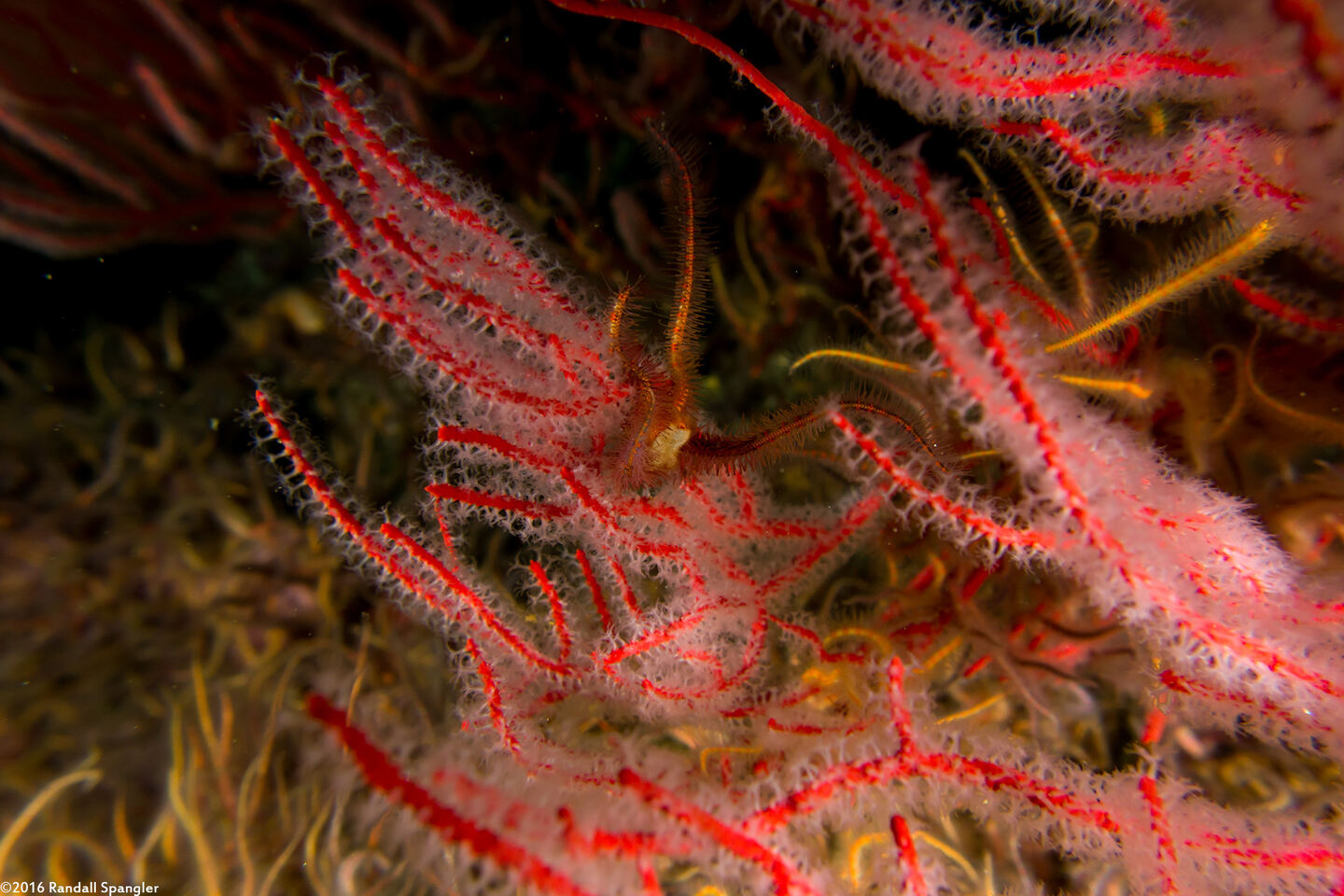 Leptogorgia chilensis (Red Gorgonian)