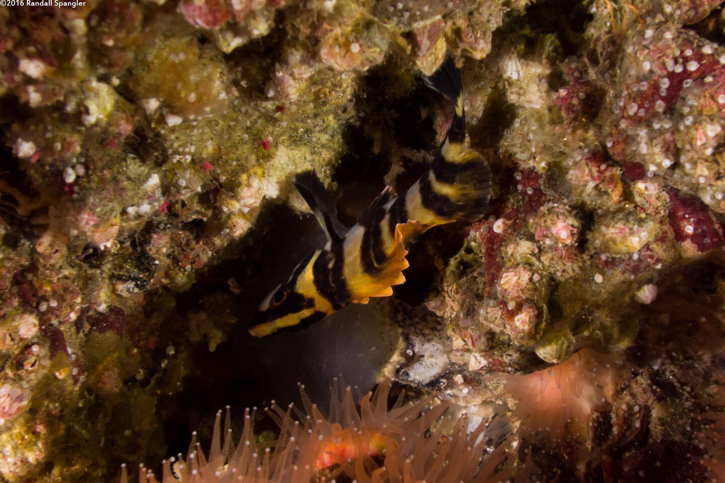 Sebastes serriceps (Treefish)