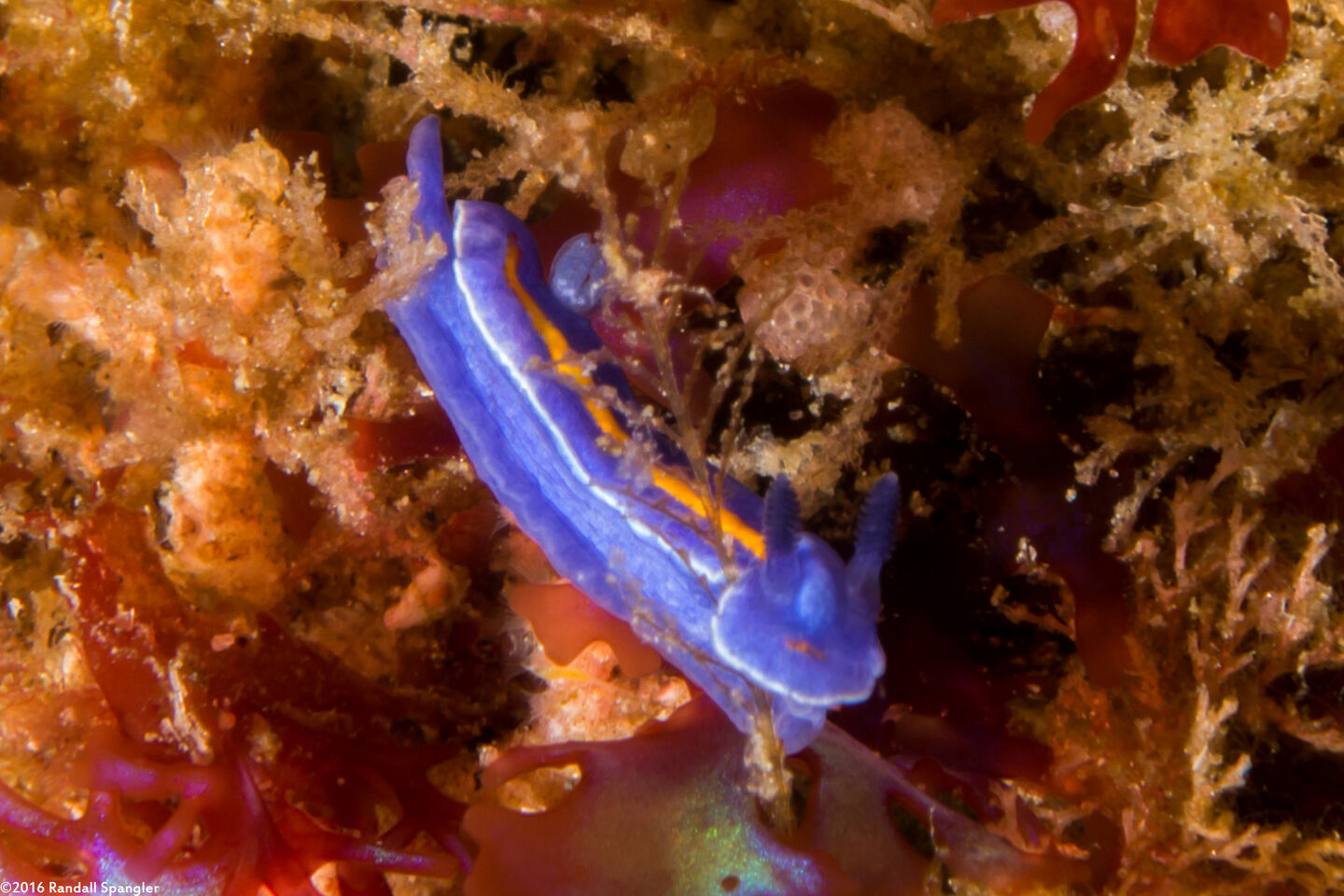 Felimare porterae (Porter's Chromodorid)