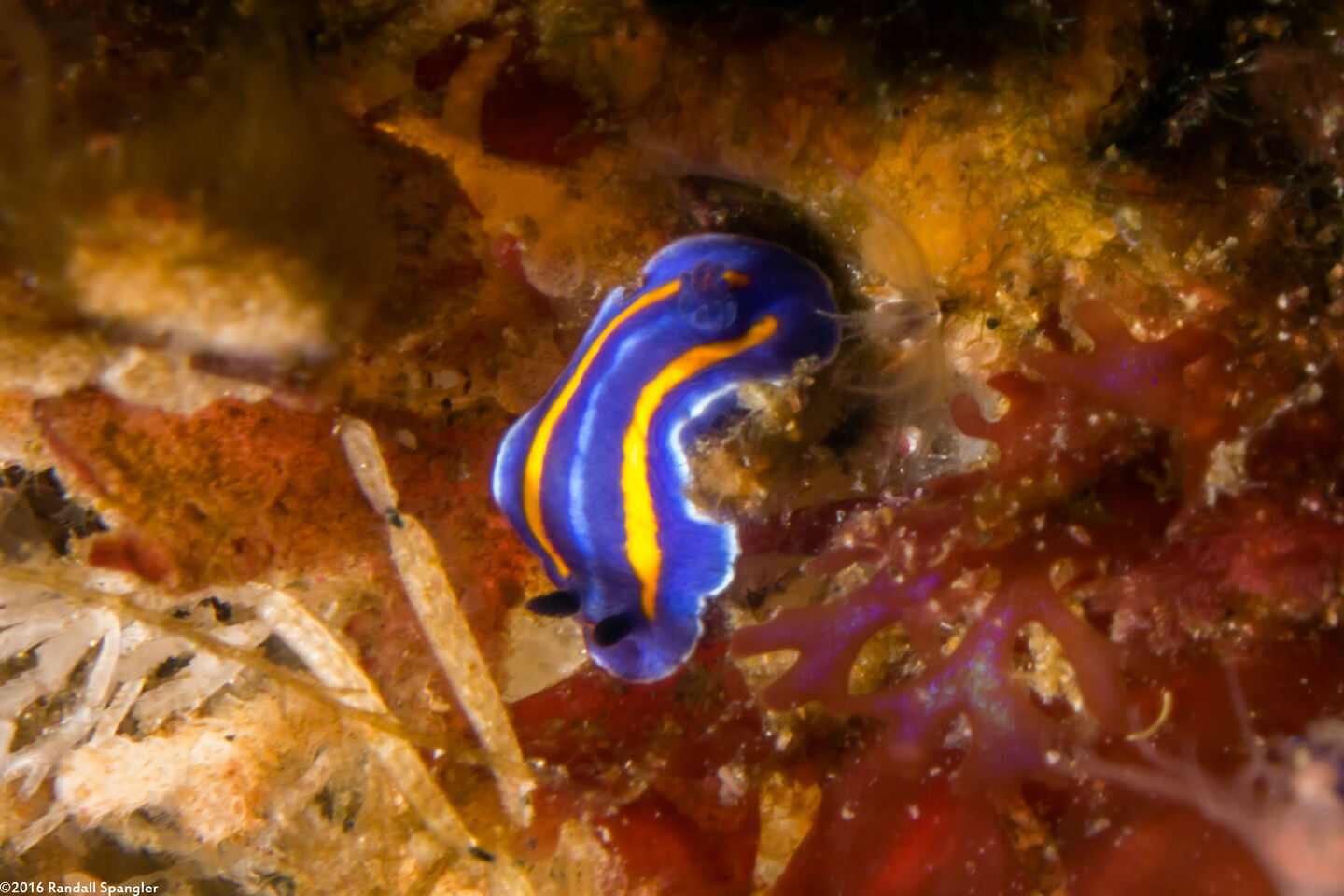 Felimare porterae (Porter's Chromodorid)