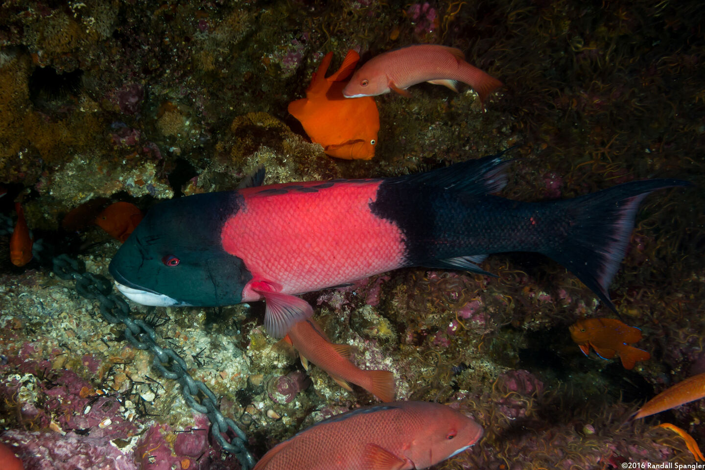 Semicossyphus pulcher (California Sheephead)