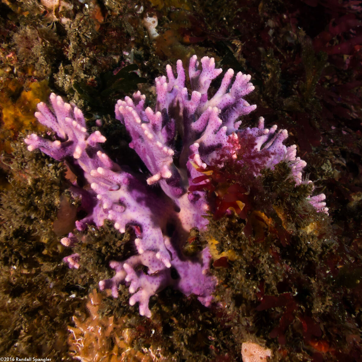 Stylaster californicus (California Hydrocoral)