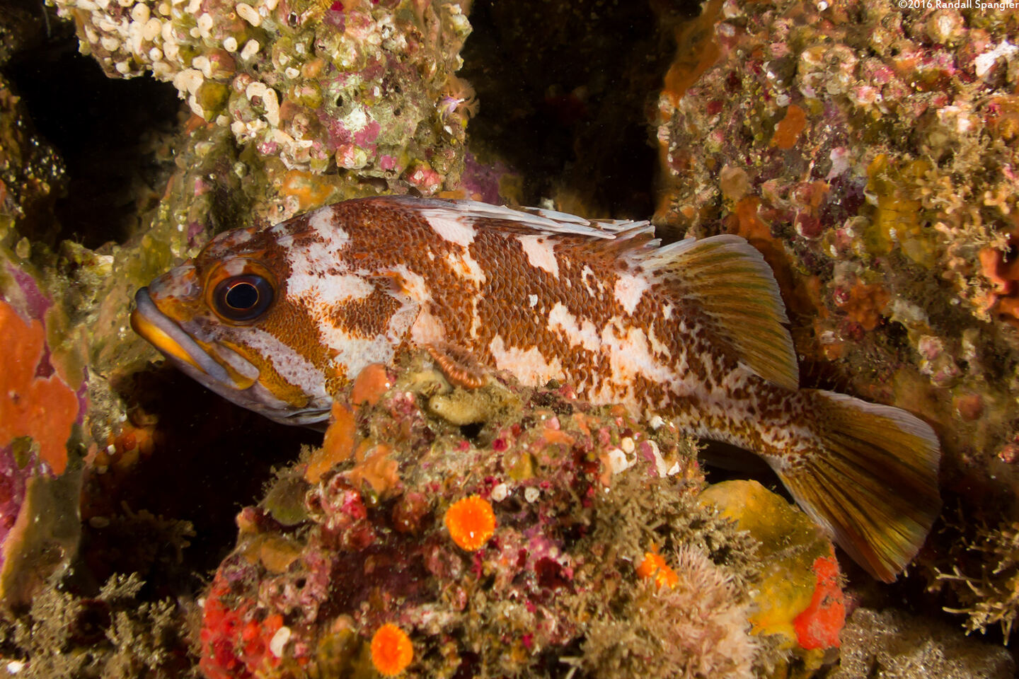 Sebastes carnatus (Gopher Rockfish)