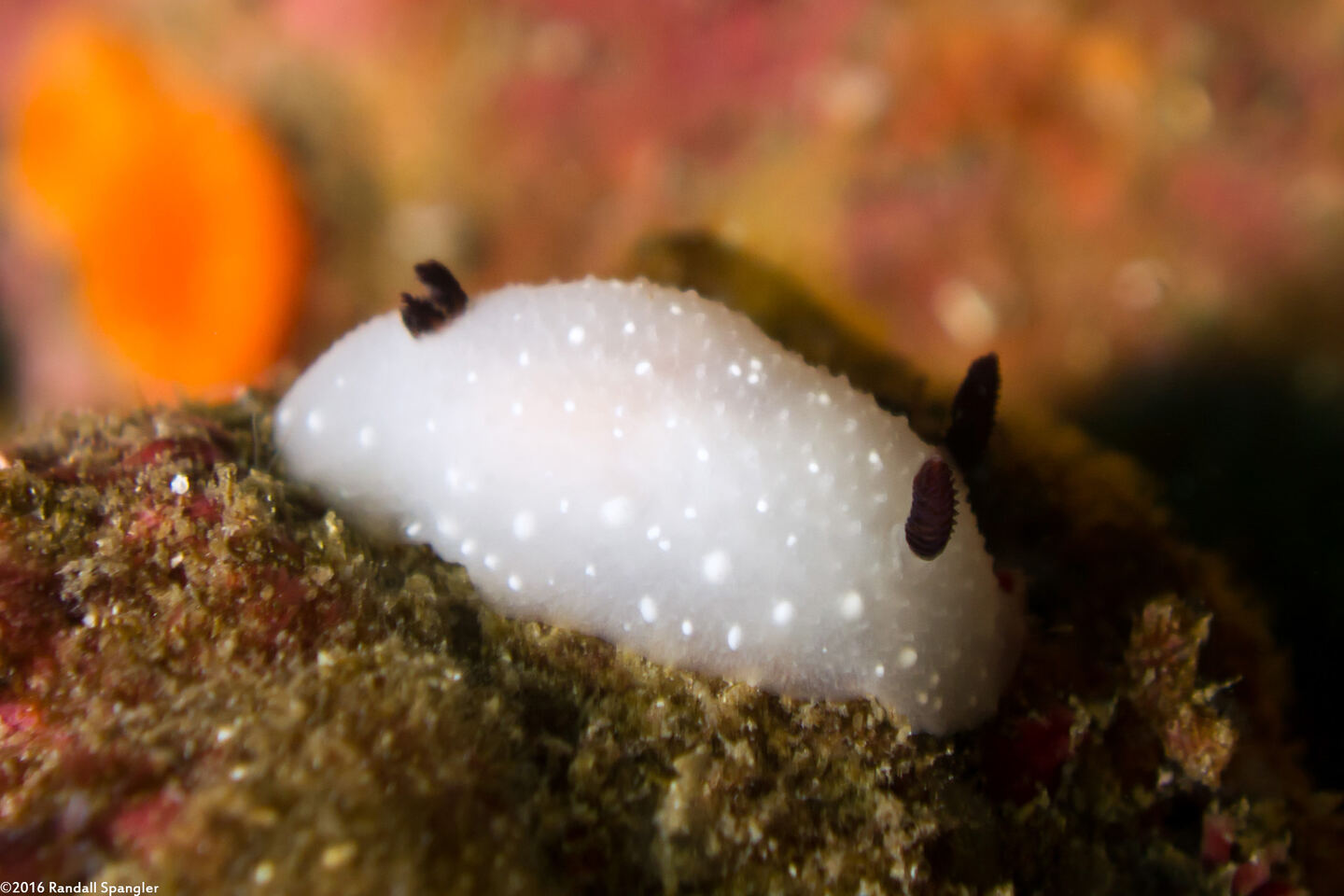 Cadlina limbaughorum (The Limbaughs' Cadlina)