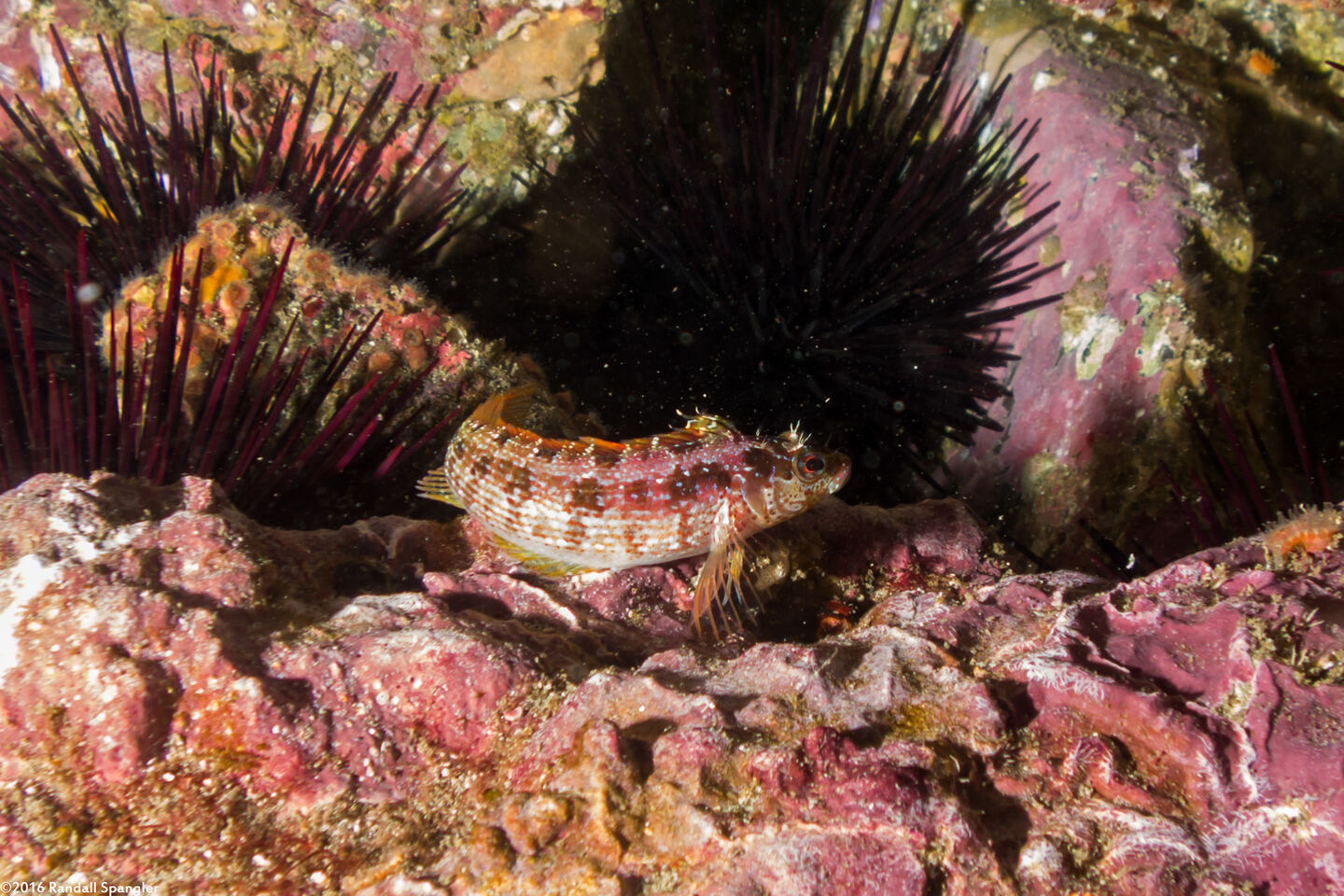 Alloclinus holderi (Island Kelpfish)