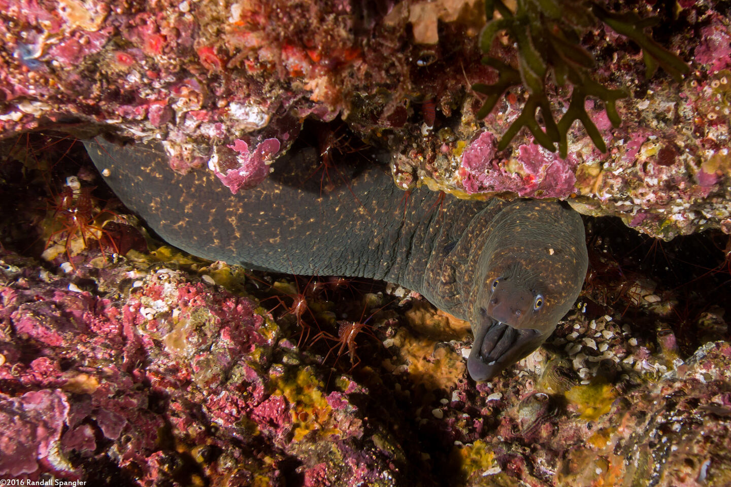Gymnothorax mordax (California Moray)