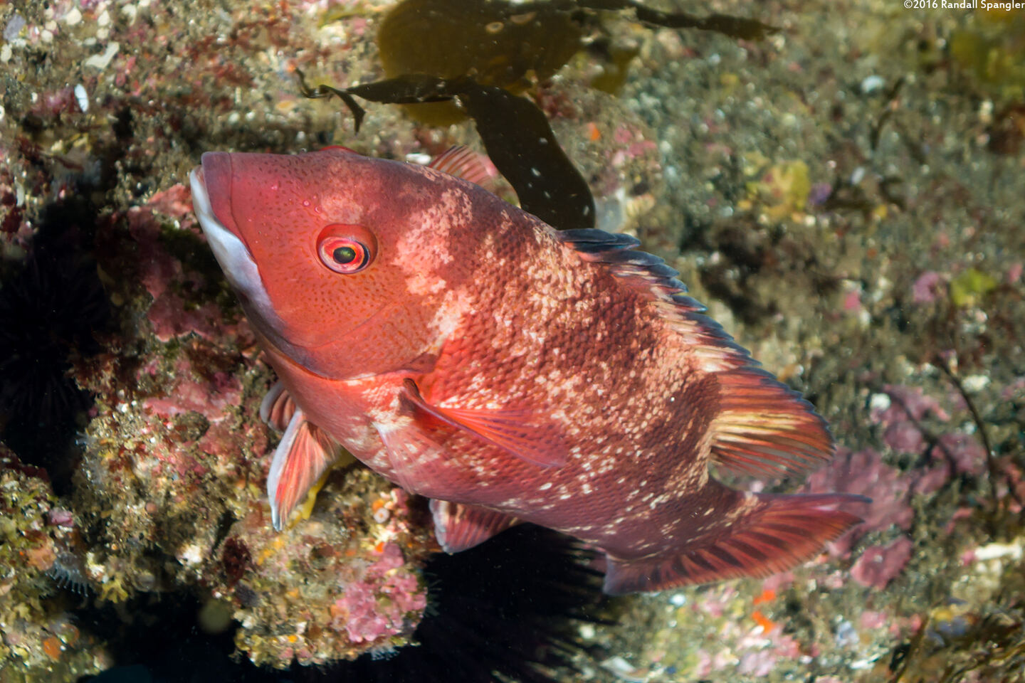 Semicossyphus pulcher (California Sheephead)