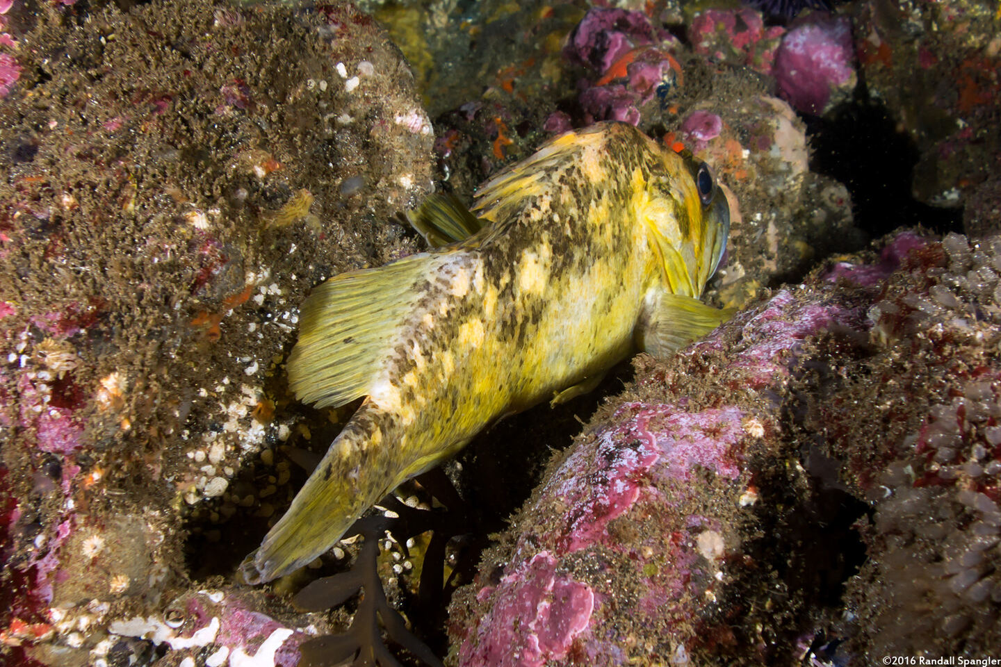 Sebastes chrysomelas (Black-and-Yellow Rockfish)