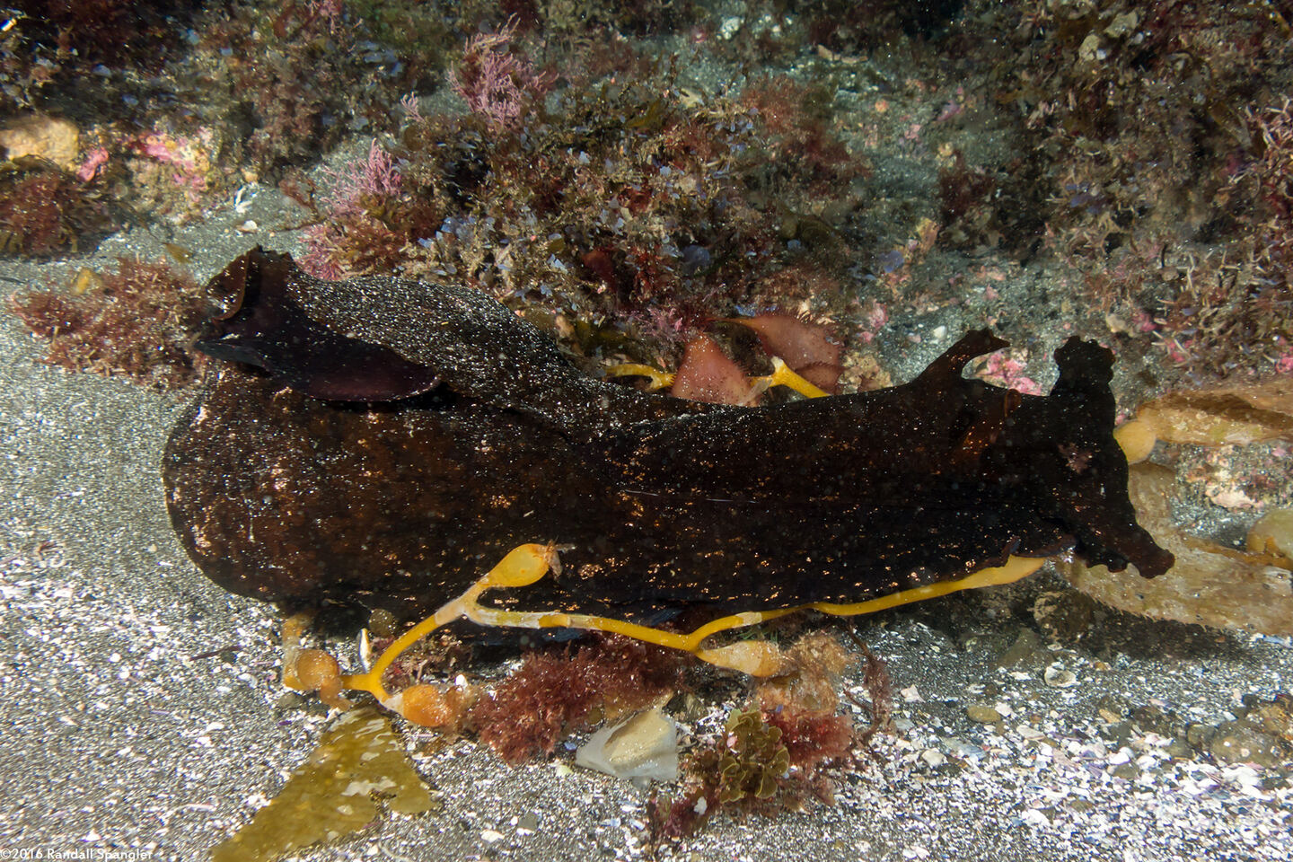 Aplysia vaccaria (Black Sea Hare)