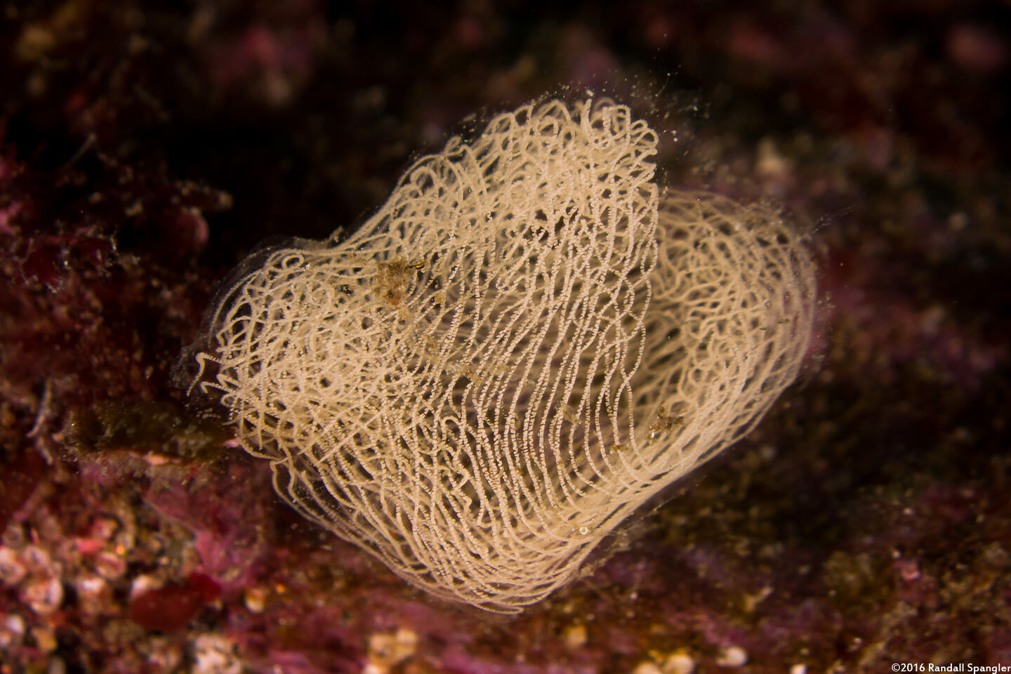 Navanax inermis (Navanax)