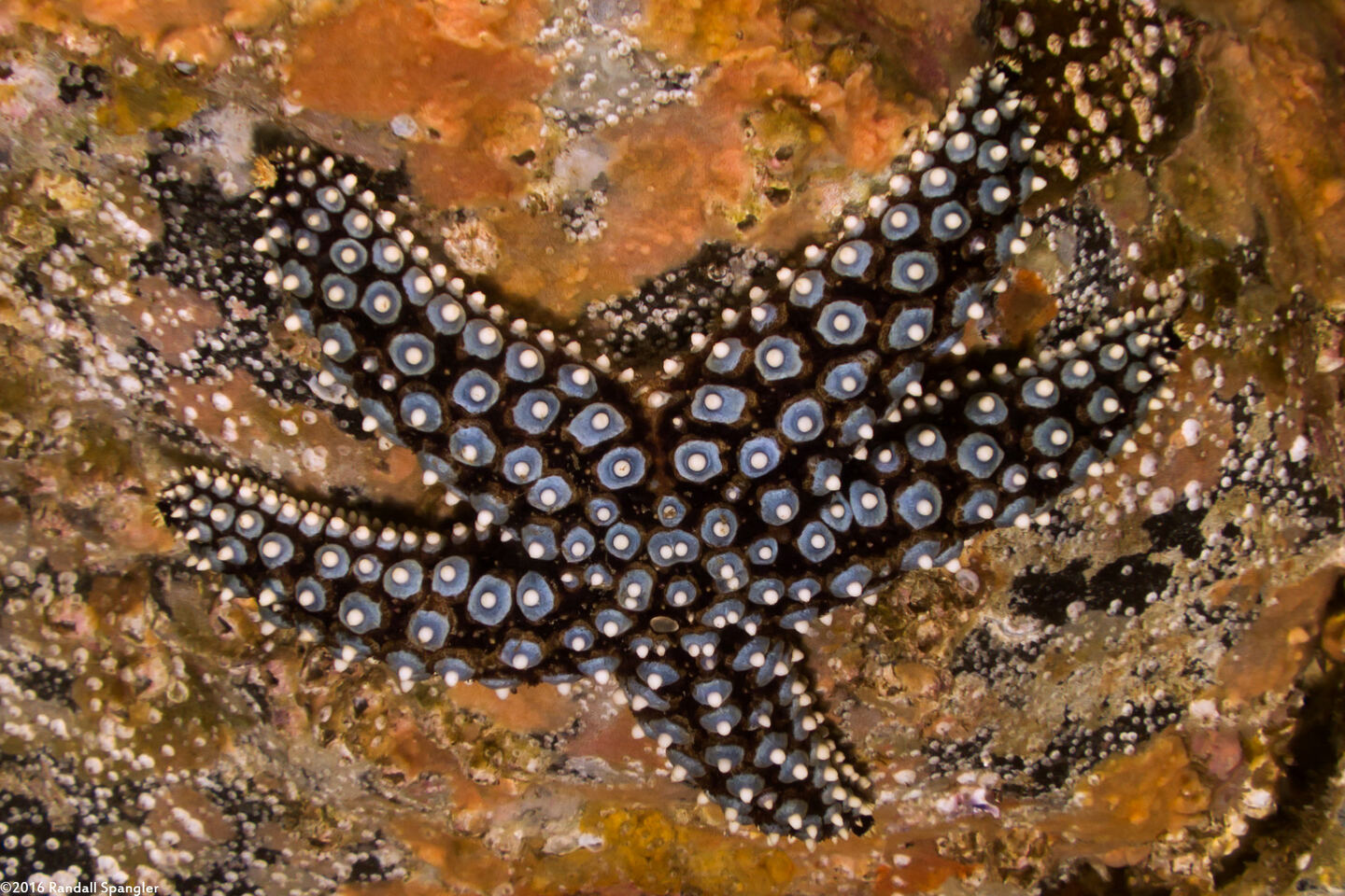 Pisaster giganteus (Giant Spined Star)