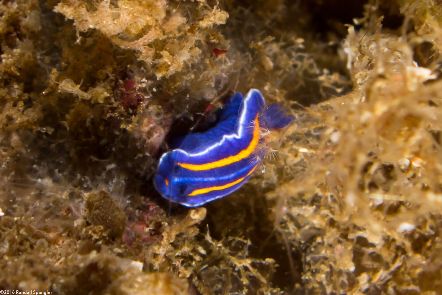 Felimare porterae (Porter's Chromodorid)