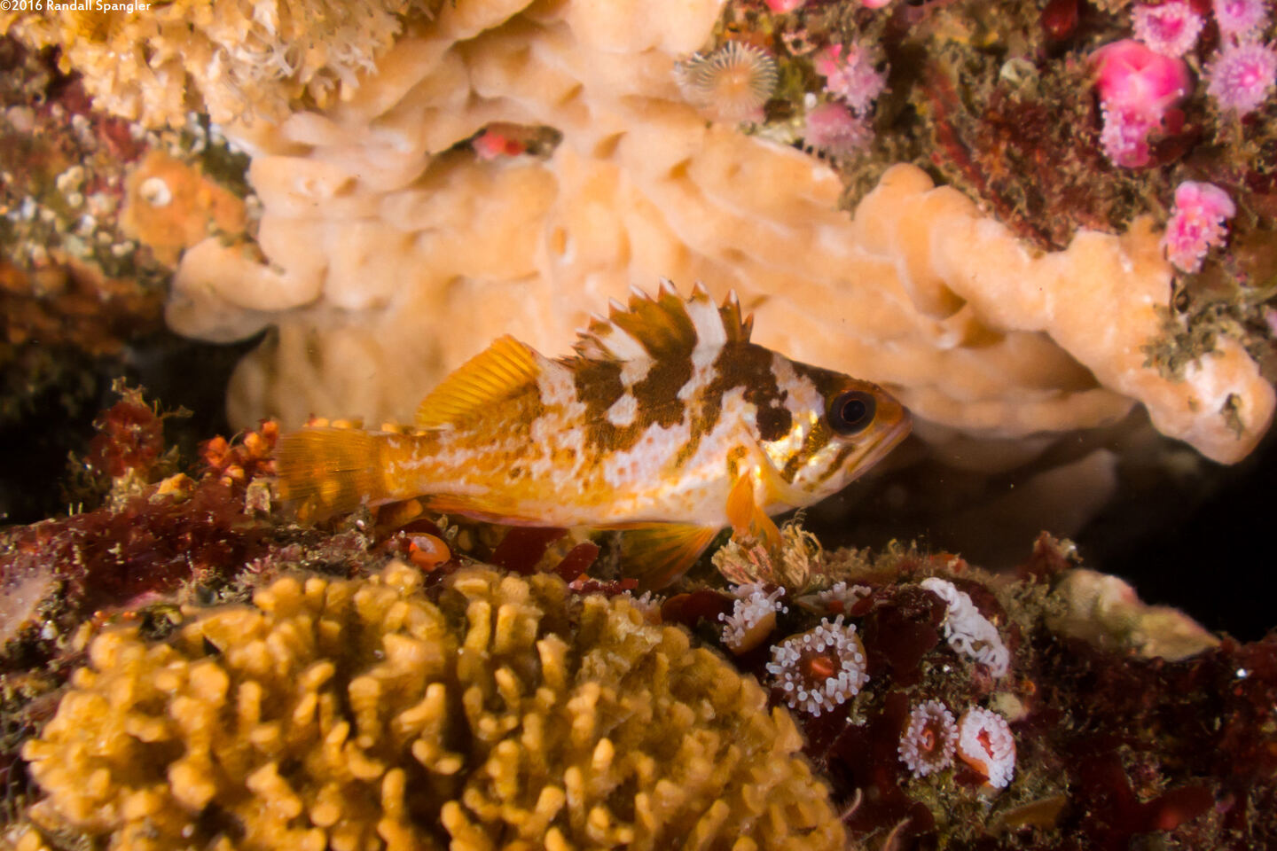 Sebastes carnatus (Gopher Rockfish)