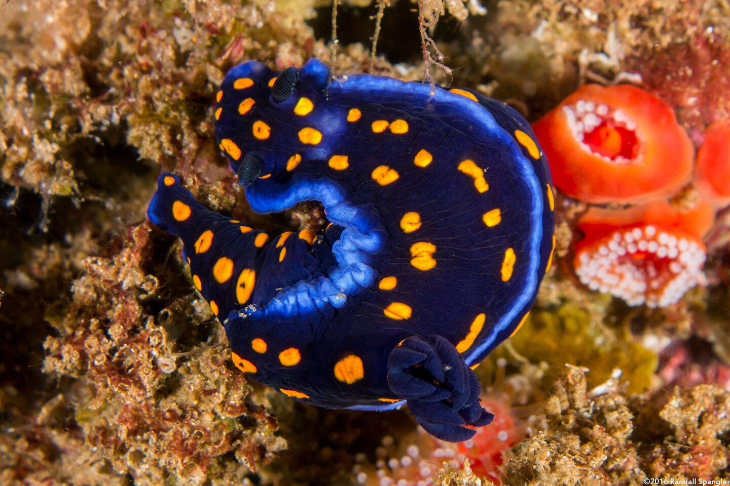 Felimare californiensis (California Chromodorid)