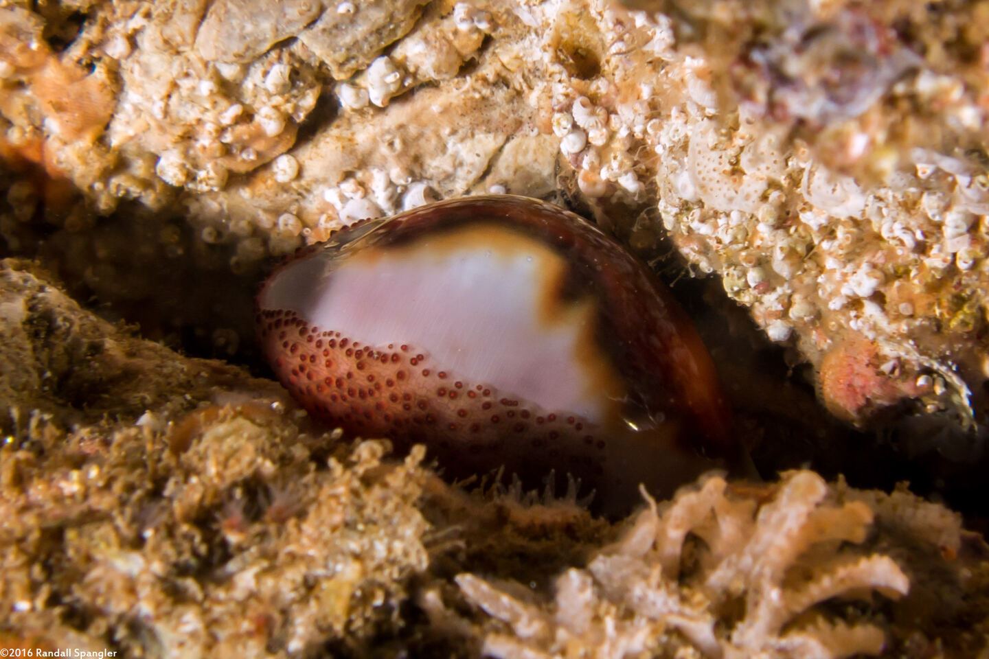 Neobernaya spadicea (Chestnut Cowry)