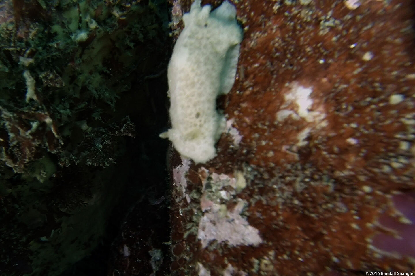 Atagema alba (White Dorid)