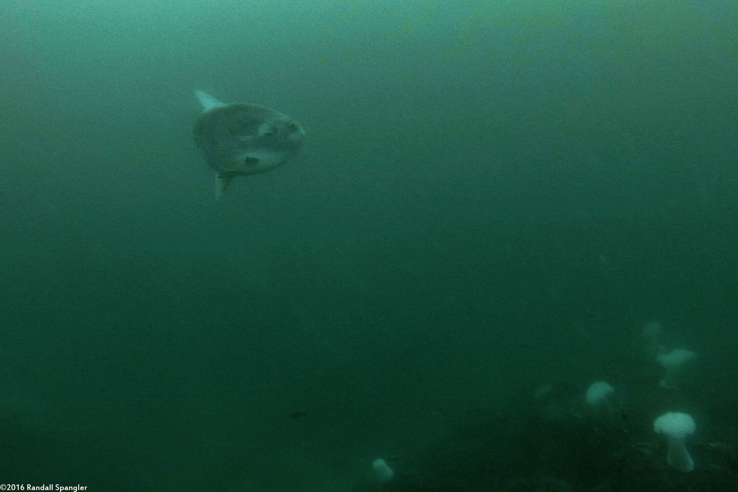 Mola mola (Ocean Sunfish)