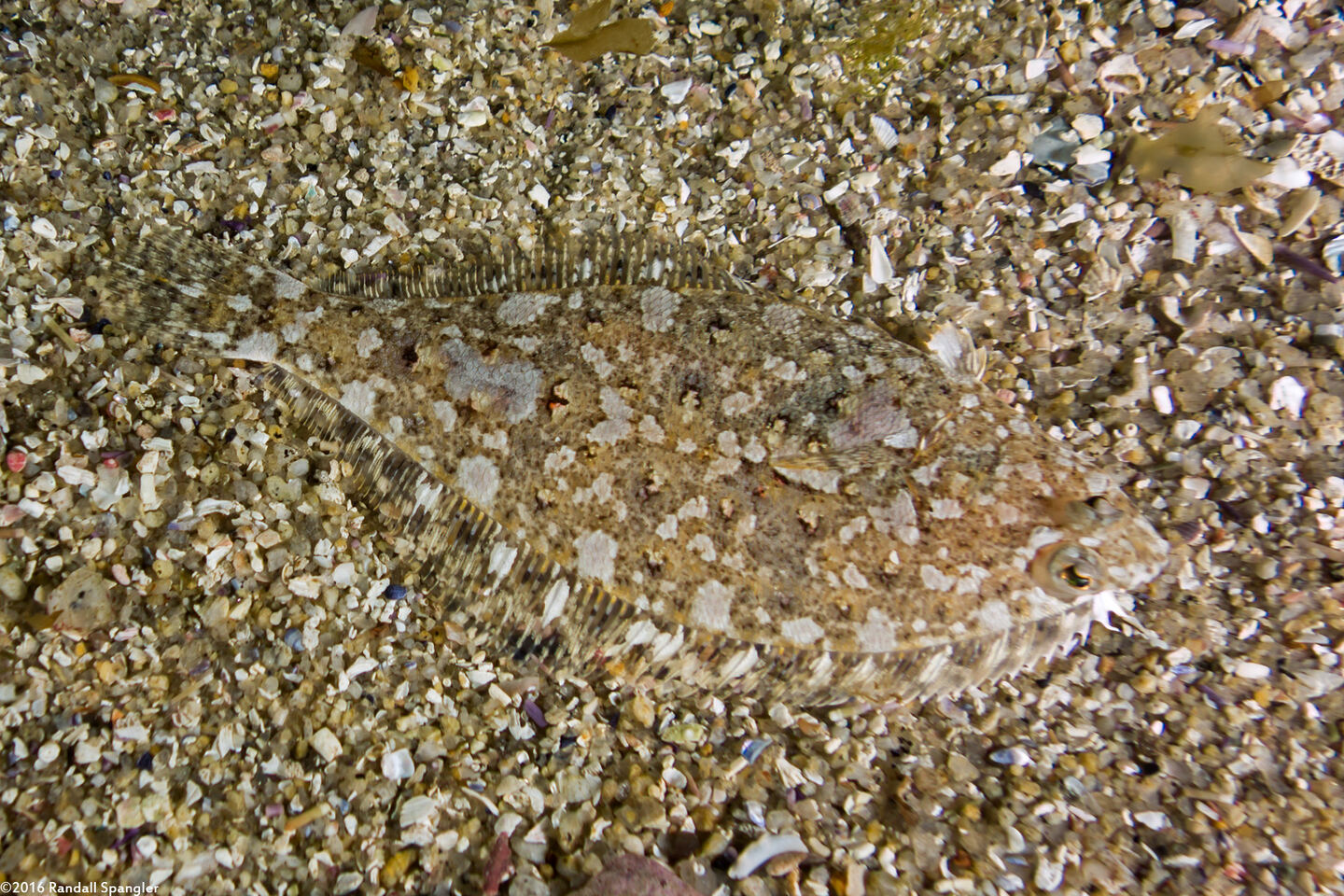 Citharichthys stigmaeus (Speckled Sanddab)