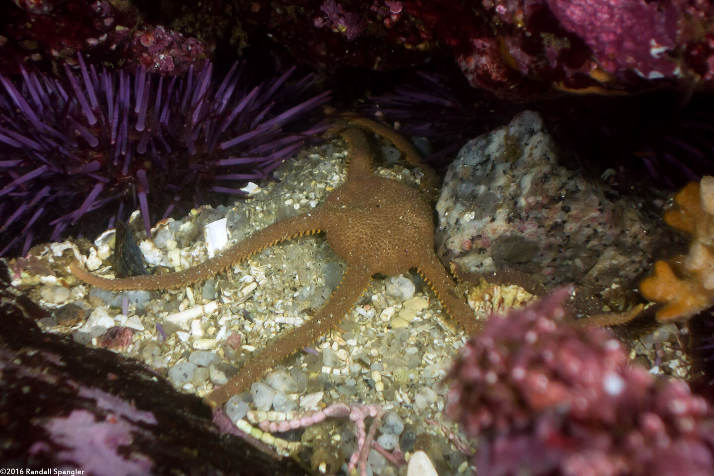 Ophioplocus esmarki (Smooth Brittle Star)