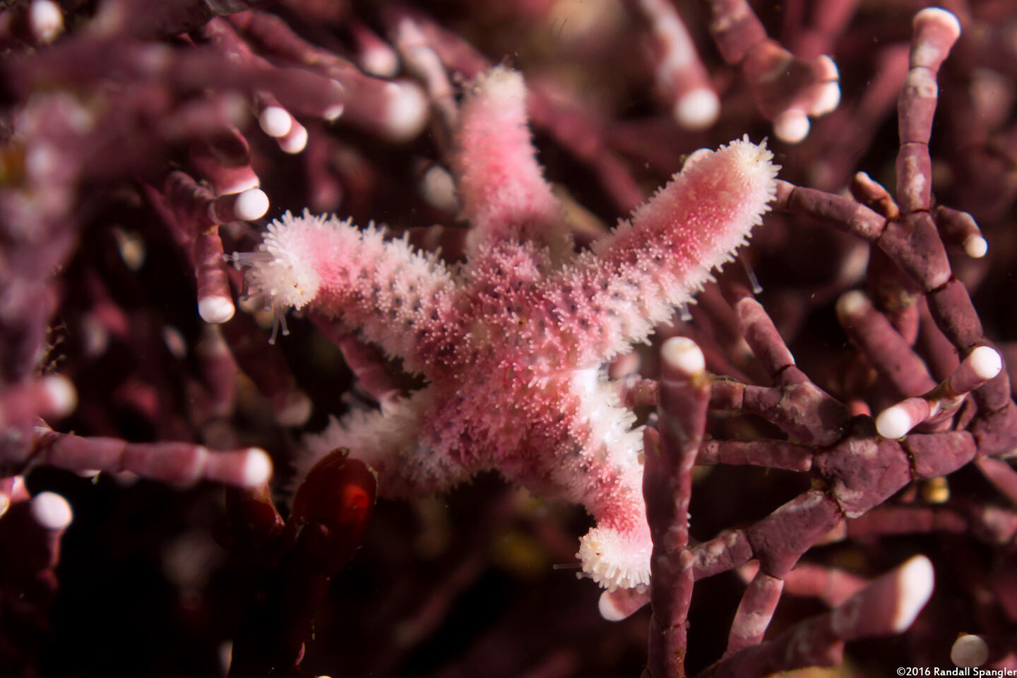 Leptasterias hexactis (Six-Arm Star)