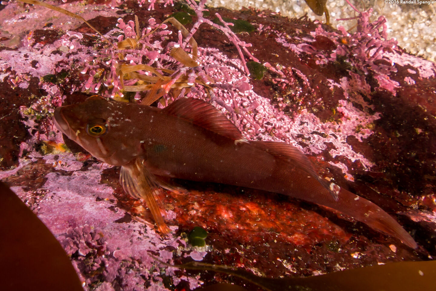 Hexagrammos decagrammus (Kelp Greenling)