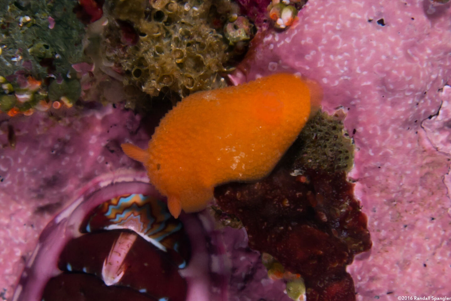 Aldisa sanguinea (Red Aldisa)