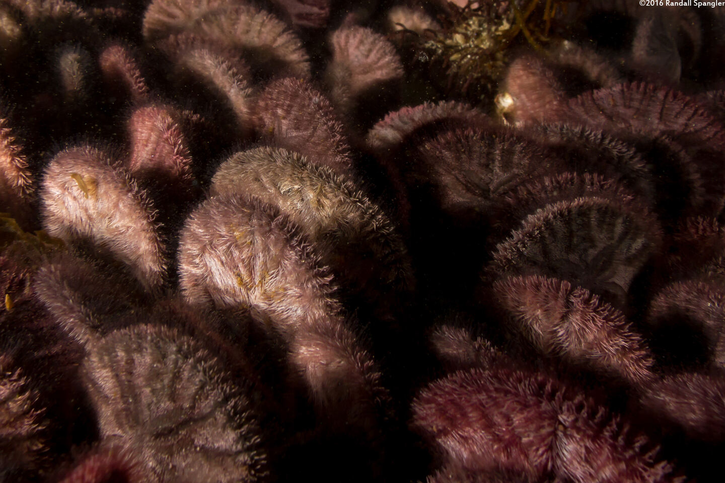 Dendraster excentricus (Sand Dollar); Dense bed