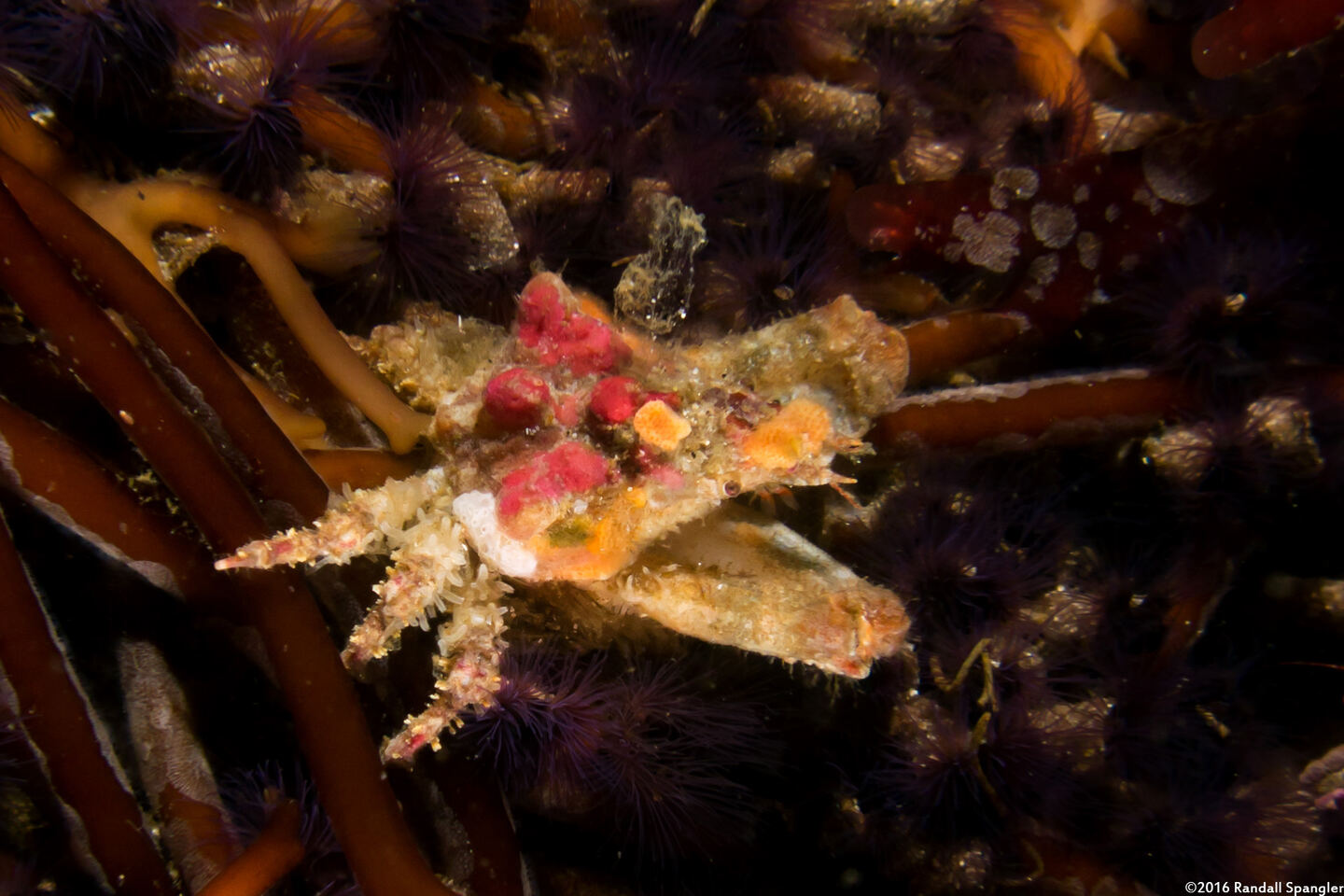 Scyra acutifrons (Sharpnose Crab)