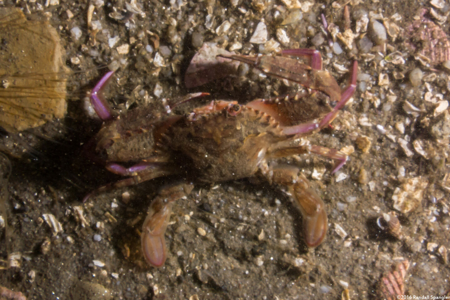 Achelous xantusii (Xantus' Swimming Crab)