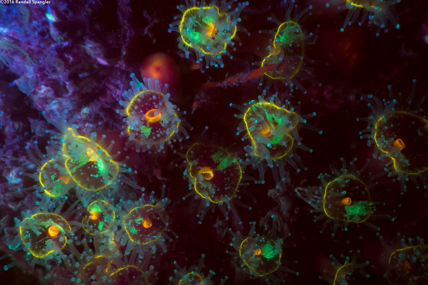 Corynactis californica (Club-Tipped Anemone)